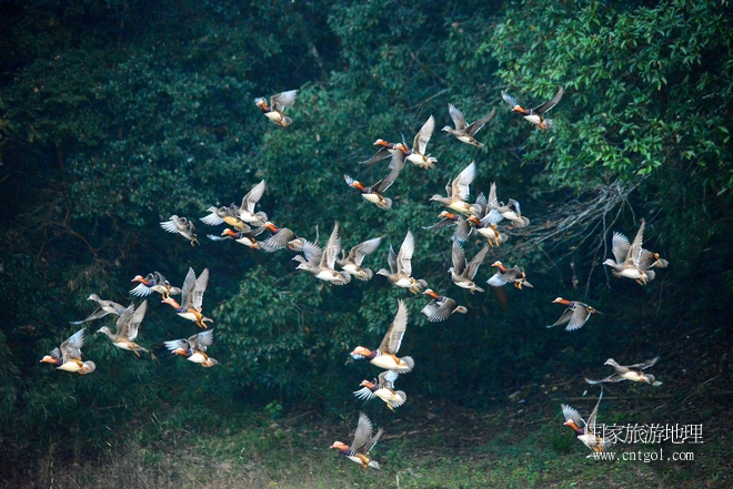 進入初冬，大批野生鴛鴦陸續(xù)飛抵江西婺源縣賦春鎮(zhèn)鴛鴦湖越冬，小精靈們在湖面上或相互依偎、卿卿我我；或隨波逐流、嬉戲打鬧，悠閑自在生活在青山綠水之間，優(yōu)良的水域和豐富的湖畔闊葉林，為鴛鴦過冬提供良好生存環(huán)境，婺源鴛鴦湖已成為亞洲最大的野生鴛鴦越冬棲息地。（攝于12月4日下午）