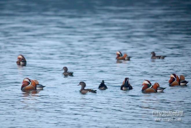 進入初冬，大批野生鴛鴦陸續(xù)飛抵江西婺源縣賦春鎮(zhèn)鴛鴦湖越冬，小精靈們在湖面上或相互依偎、卿卿我我；或隨波逐流、嬉戲打鬧，悠閑自在生活在青山綠水之間，優(yōu)良的水域和豐富的湖畔闊葉林，為鴛鴦過冬提供良好生存環(huán)境，婺源鴛鴦湖已成為亞洲最大的野生鴛鴦越冬棲息地。（攝于12月4日下午）