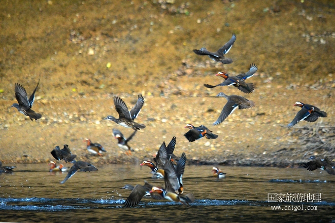 進入初冬，大批野生鴛鴦陸續(xù)飛抵江西婺源縣賦春鎮(zhèn)鴛鴦湖越冬，小精靈們在湖面上或相互依偎、卿卿我我；或隨波逐流、嬉戲打鬧，悠閑自在生活在青山綠水之間，優(yōu)良的水域和豐富的湖畔闊葉林，為鴛鴦過冬提供良好生存環(huán)境，婺源鴛鴦湖已成為亞洲最大的野生鴛鴦越冬棲息地。（攝于12月4日下午）