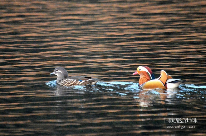 進入初冬，大批野生鴛鴦陸續(xù)飛抵江西婺源縣賦春鎮(zhèn)鴛鴦湖越冬，小精靈們在湖面上或相互依偎、卿卿我我；或隨波逐流、嬉戲打鬧，悠閑自在生活在青山綠水之間，優(yōu)良的水域和豐富的湖畔闊葉林，為鴛鴦過冬提供良好生存環(huán)境，婺源鴛鴦湖已成為亞洲最大的野生鴛鴦越冬棲息地。（攝于12月4日下午）